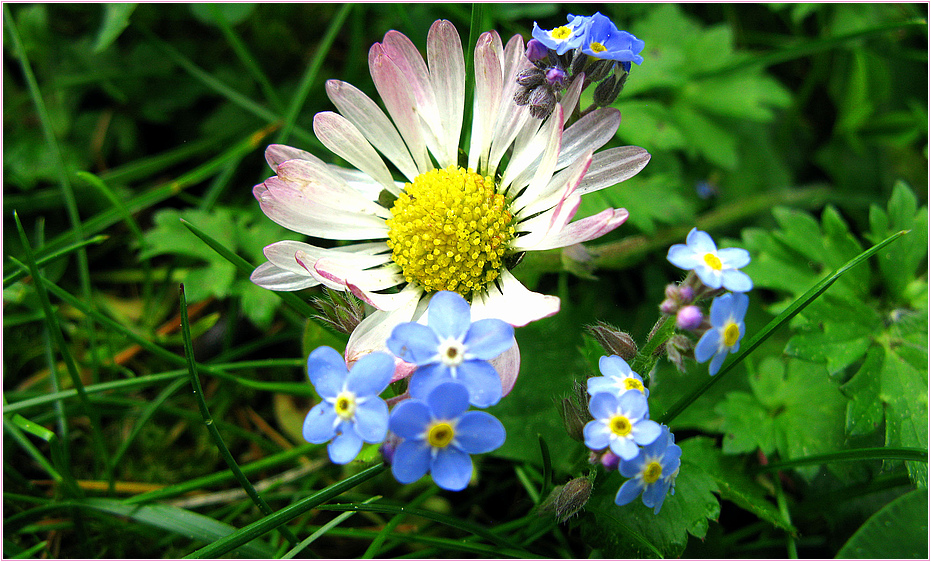 Wiesenblümchen.