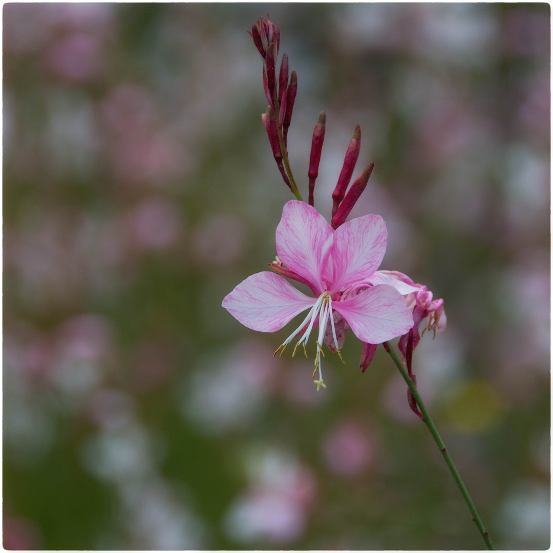 Wiesenblümchen