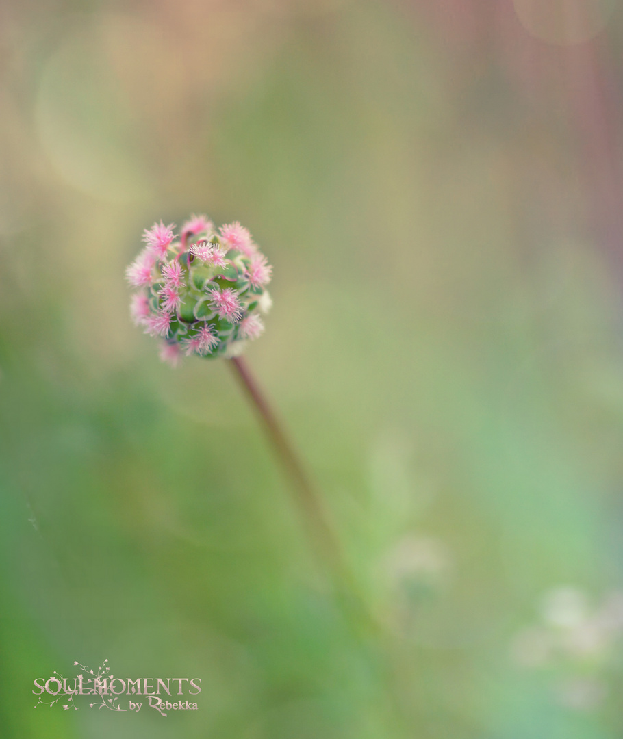 Wiesenblümchen