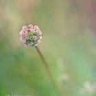 Wiesenblümchen