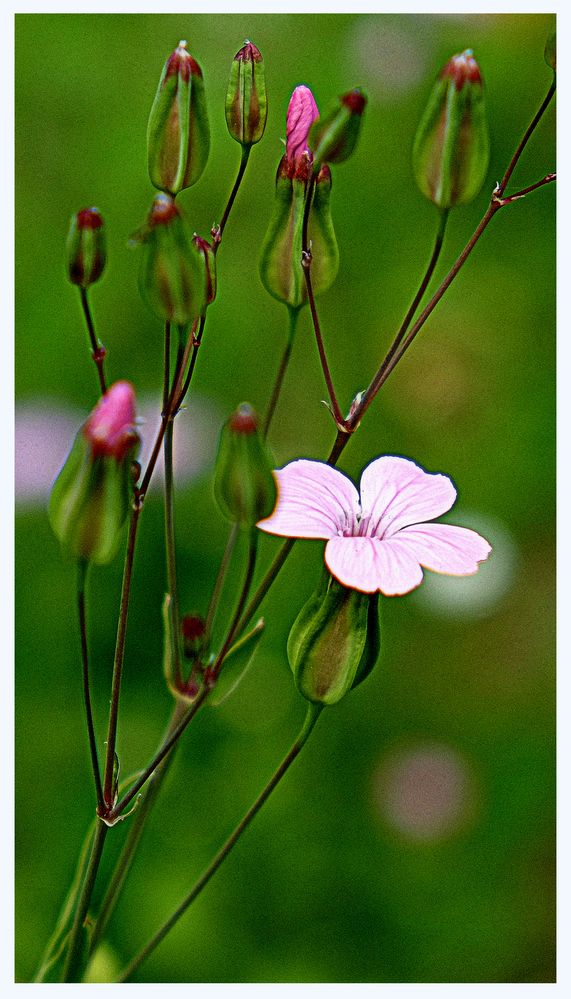 Wiesenblümchen