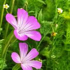 Wiesenblümchen ....