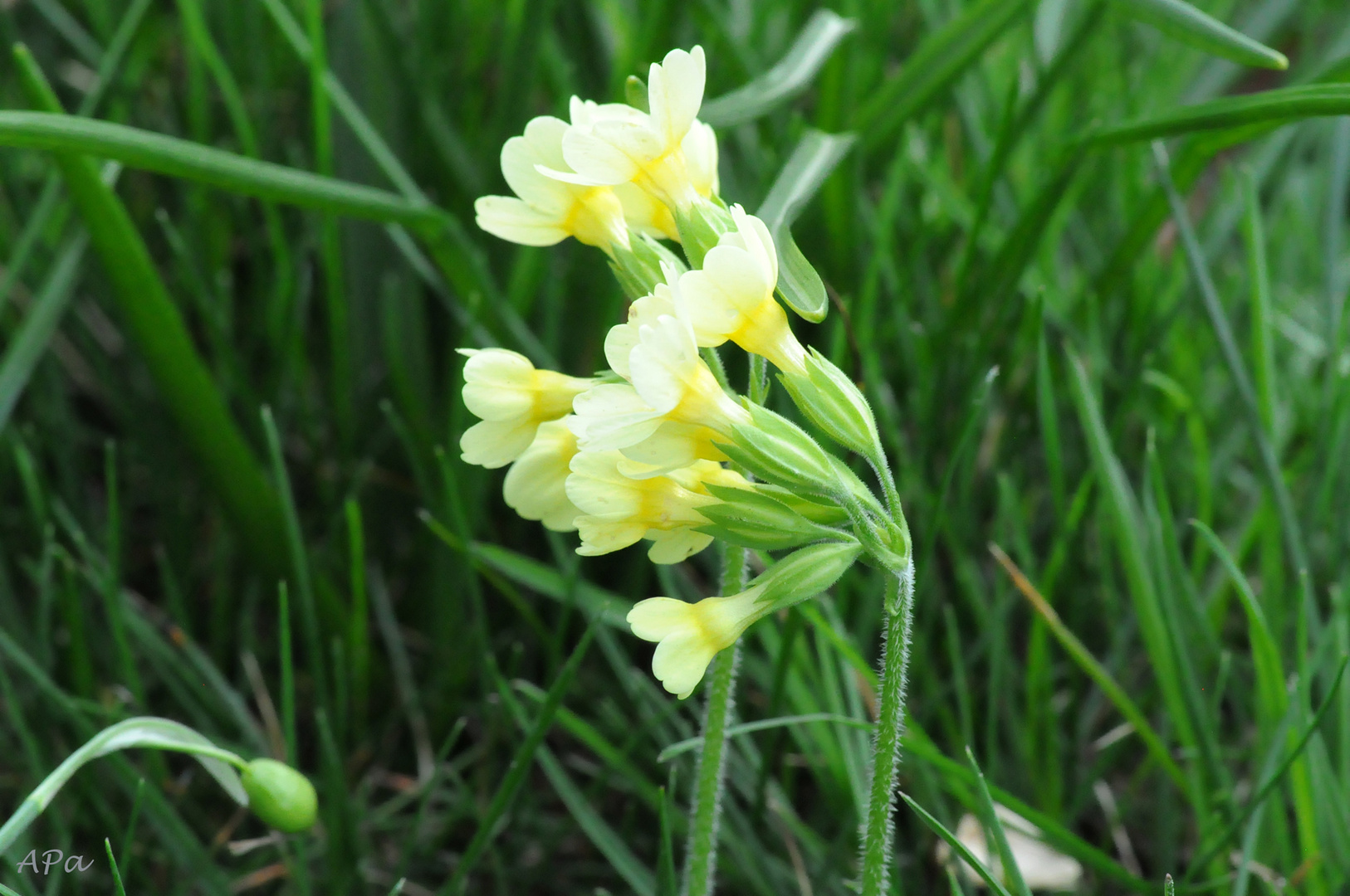 Wiesenblümchen