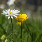 Wiesenblümchen