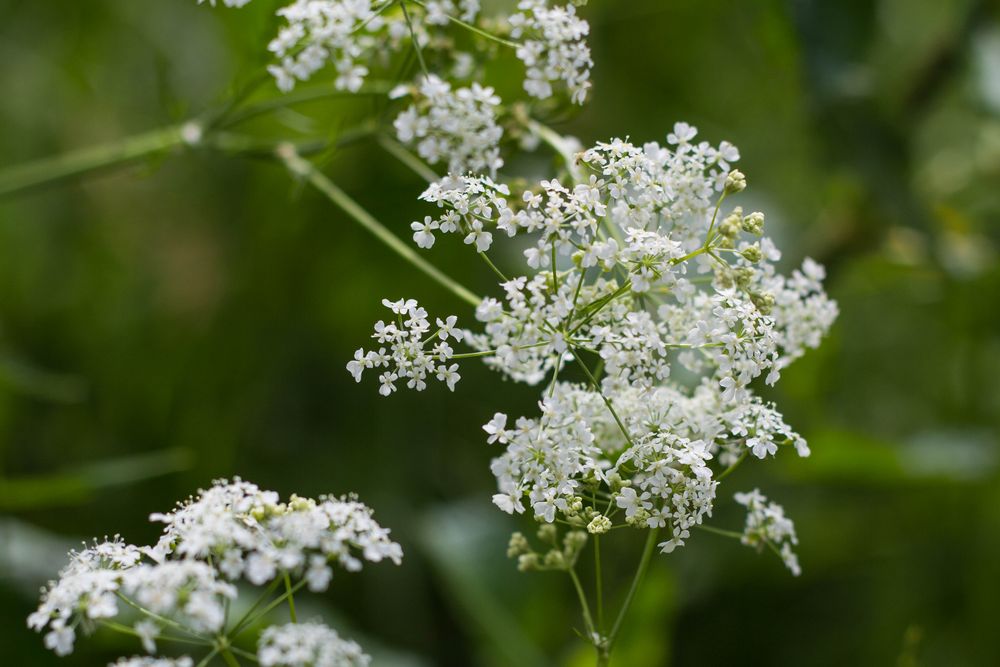 Wiesenblümchen