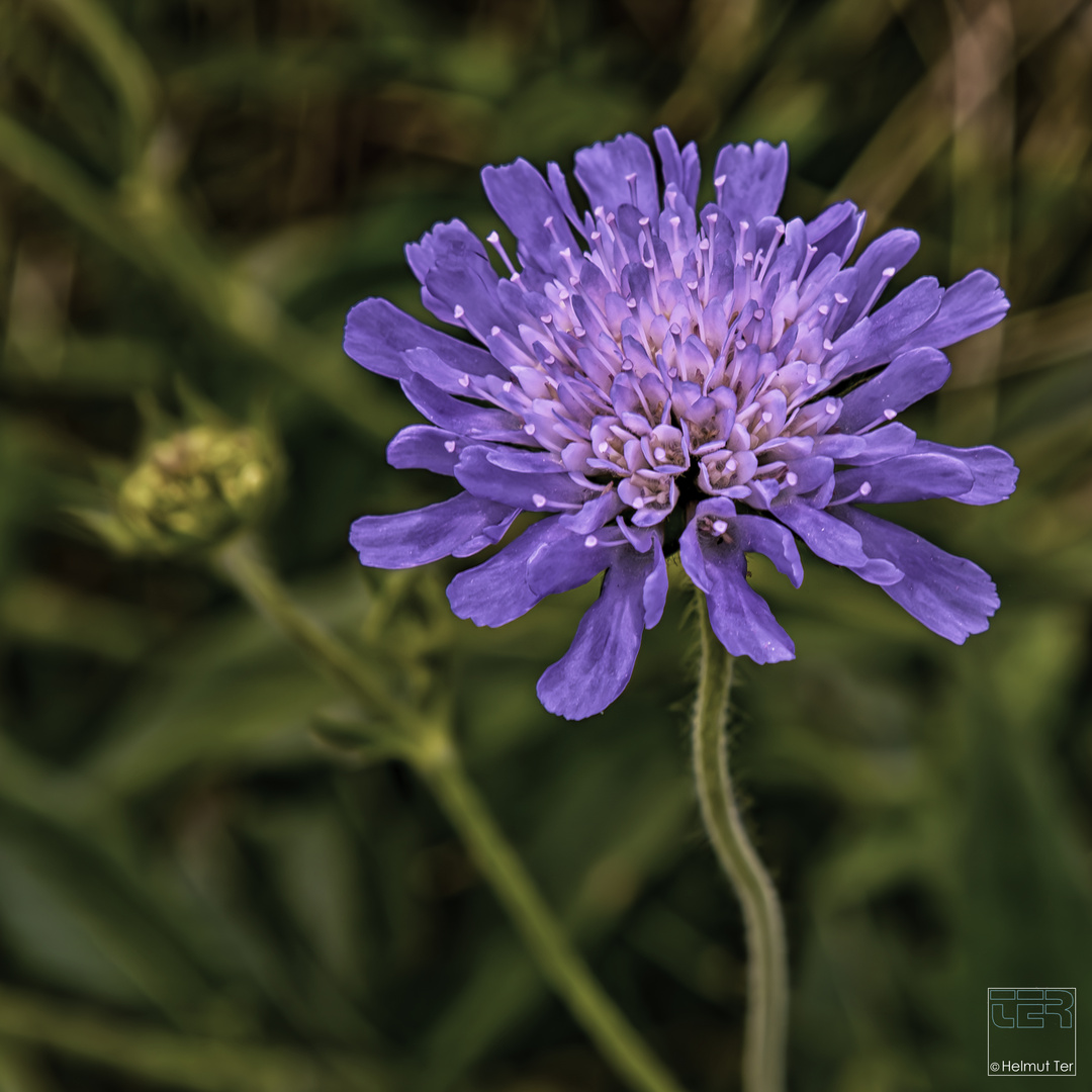 Wiesenblümchen 