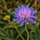 Wiesenblümchen 