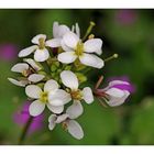 Wiesenblümchen....