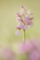 Wiesenblümchen