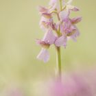 Wiesenblümchen