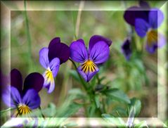 Wiesenblümchen