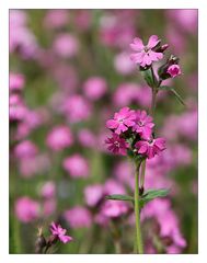 Wiesenblümchen