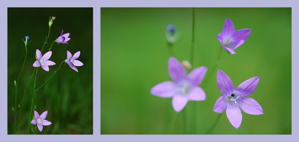 Wiesenblümchen