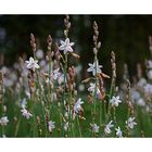 Wiesenblümchen