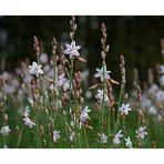 Wiesenblümchen