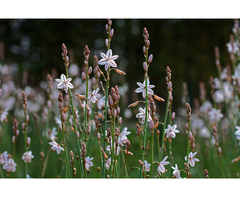 Wiesenblümchen