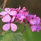 Wiesenblümchen