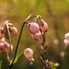 Wiesenblümchen