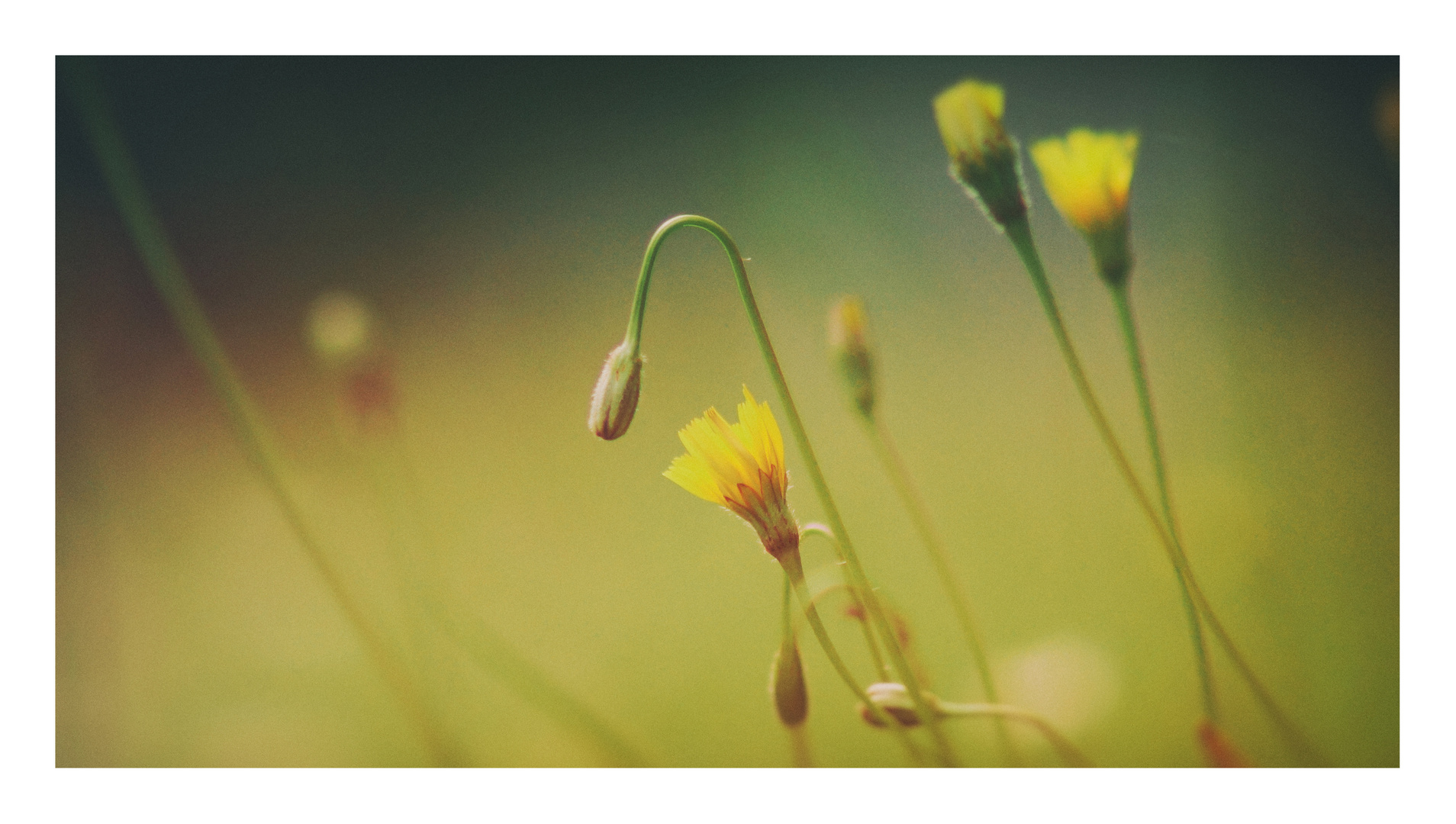 Wiesenblümchen