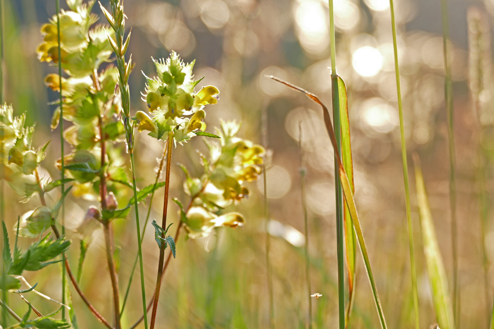 Wiesenblümchen....