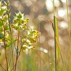 Wiesenblümchen....