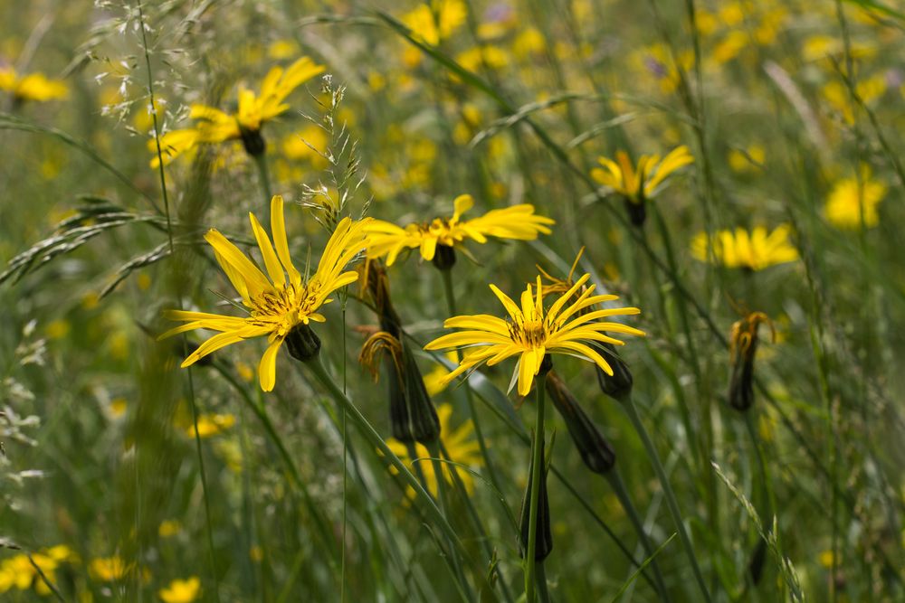 Wiesenblümchen, gelb