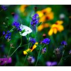 Wiesenblümchen mit Besucher