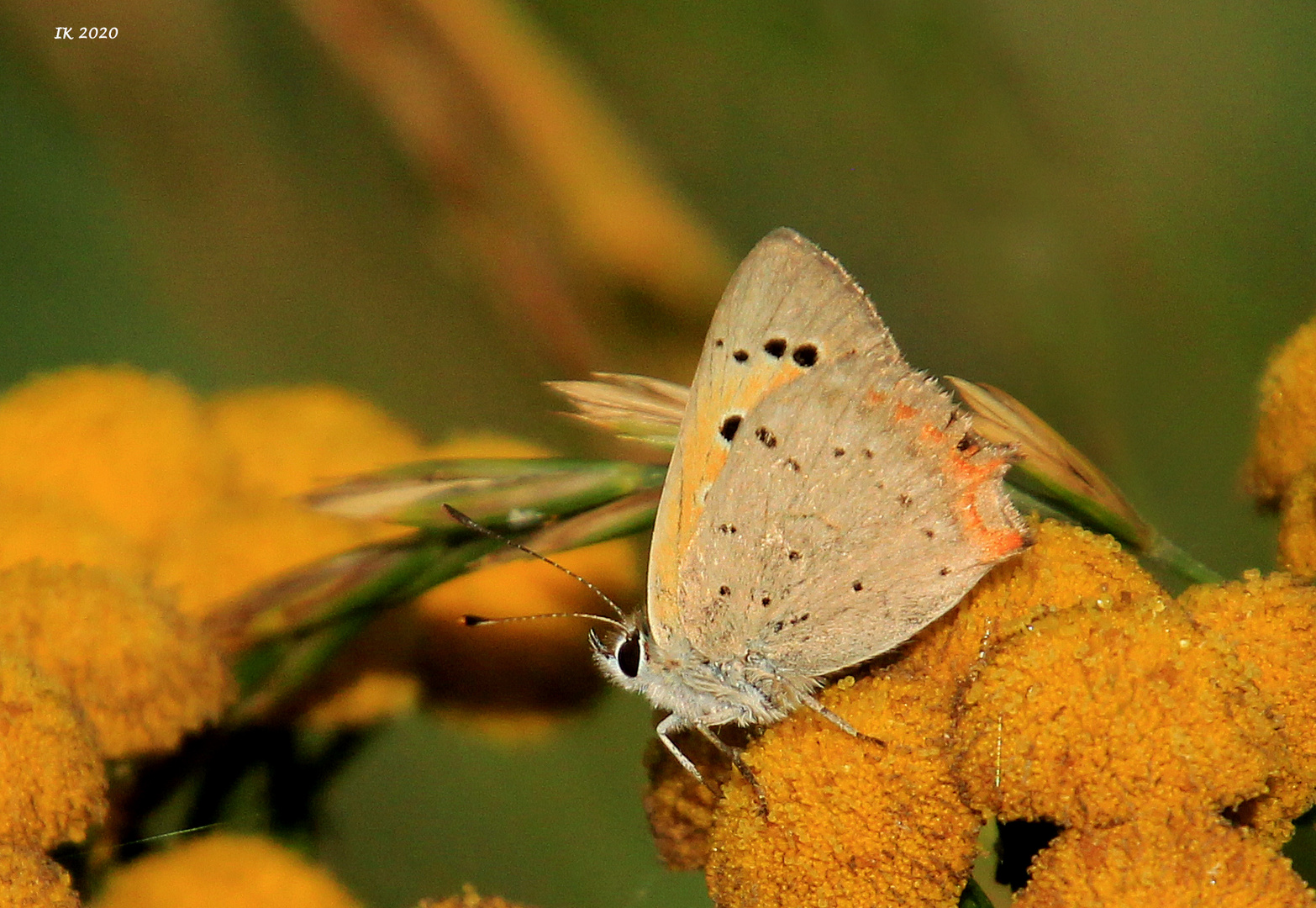 Wiesenblümchen mit Bläuling....