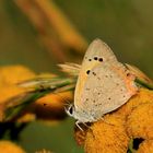 Wiesenblümchen mit Bläuling....