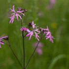 Wiesenblümchen, pink