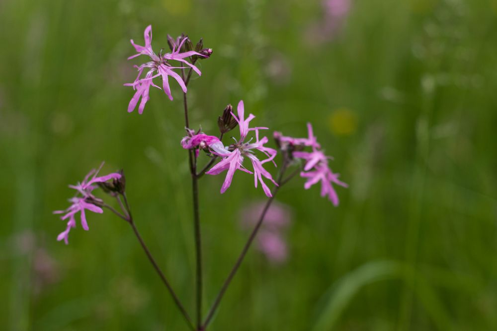 Wiesenblümchen, pink