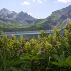 Wiesenblümchen über Lünersee