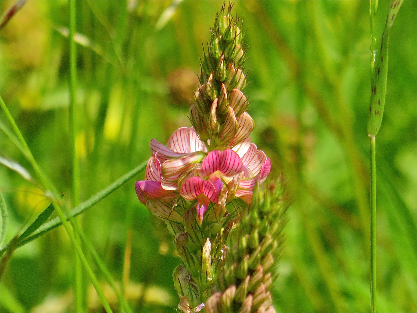 ...Wiesenblümchen zum Mittwoch !!!...