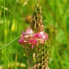 ...Wiesenblümchen zum Mittwoch !!!...