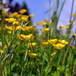 Wiesenblümchen(2)