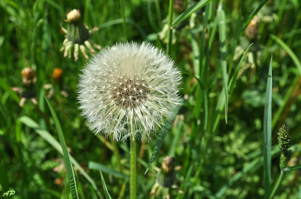 Wiesenblümchen(5)