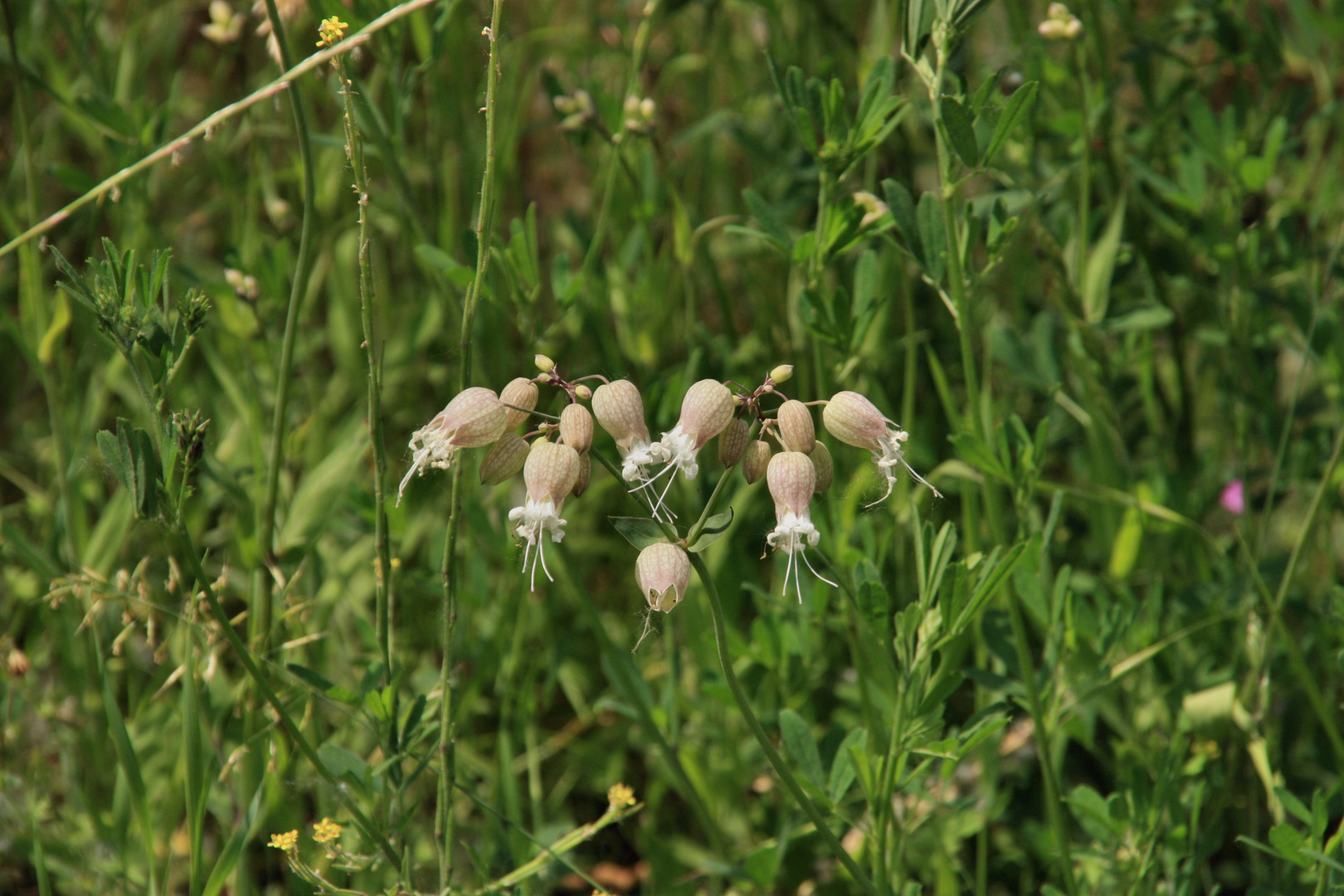 Wiesenblümlein