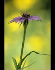 Wiesenblüte