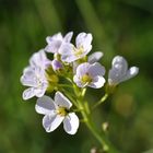 Wiesenblüte