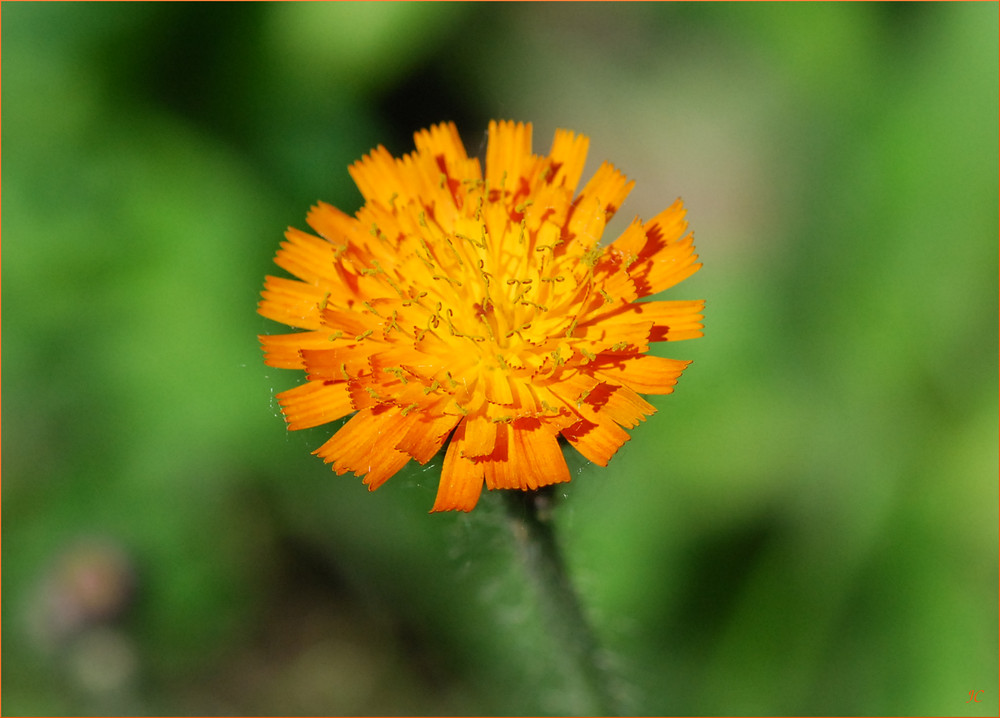 Wiesenblüte