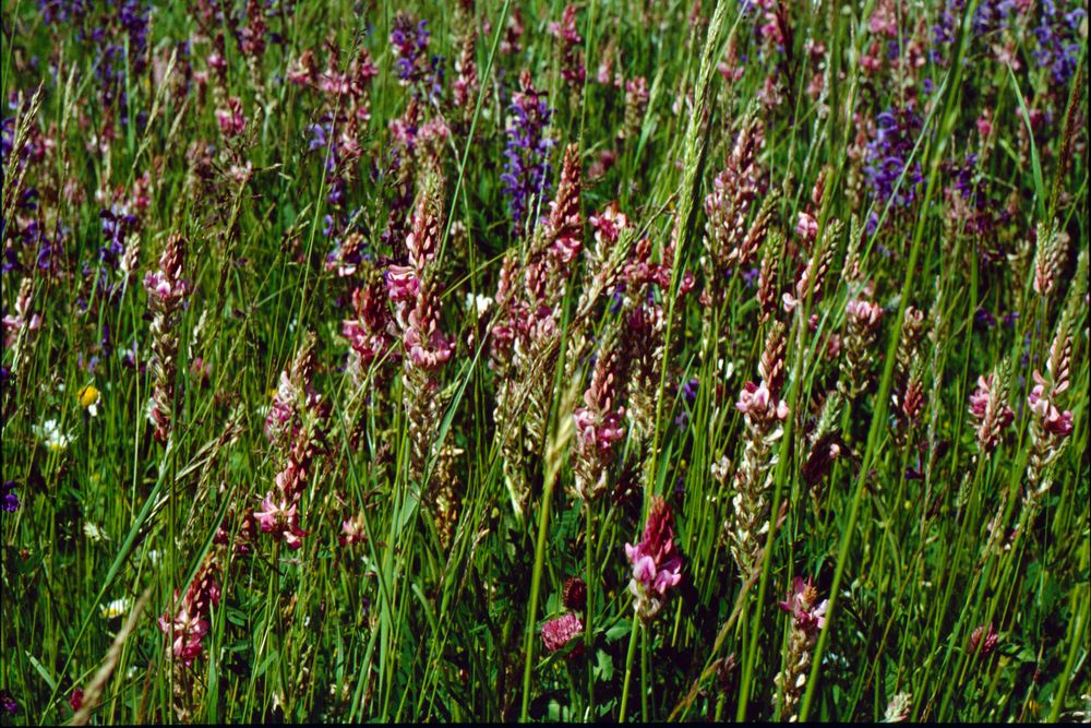 Wiesenblüte