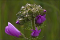 Wiesenblüte