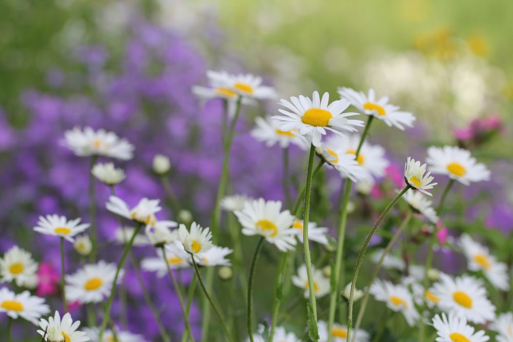 Wiesenblüte