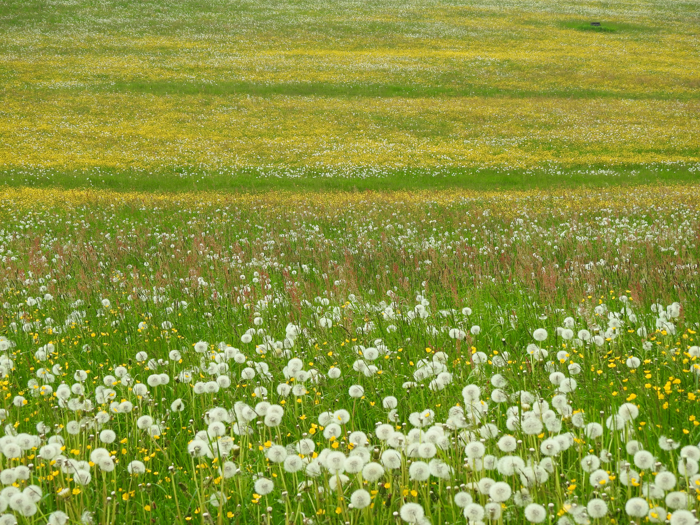 Wiesenblüte