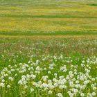 Wiesenblüte