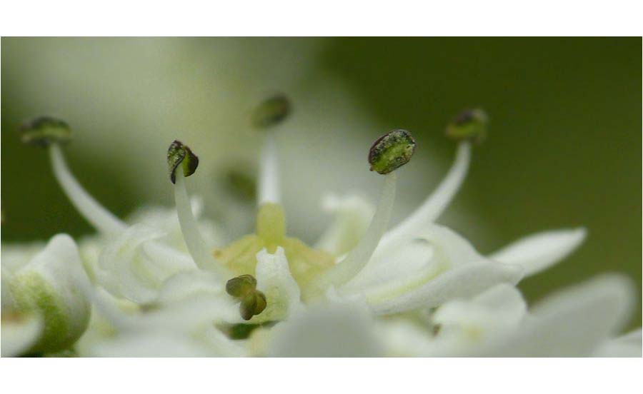 Wiesenblüte II