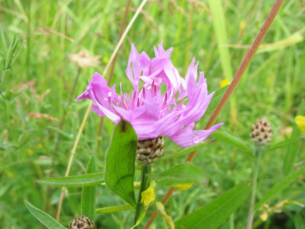 Wiesenblüte im Juni 2009