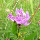 Wiesenblüte im Juni 2009