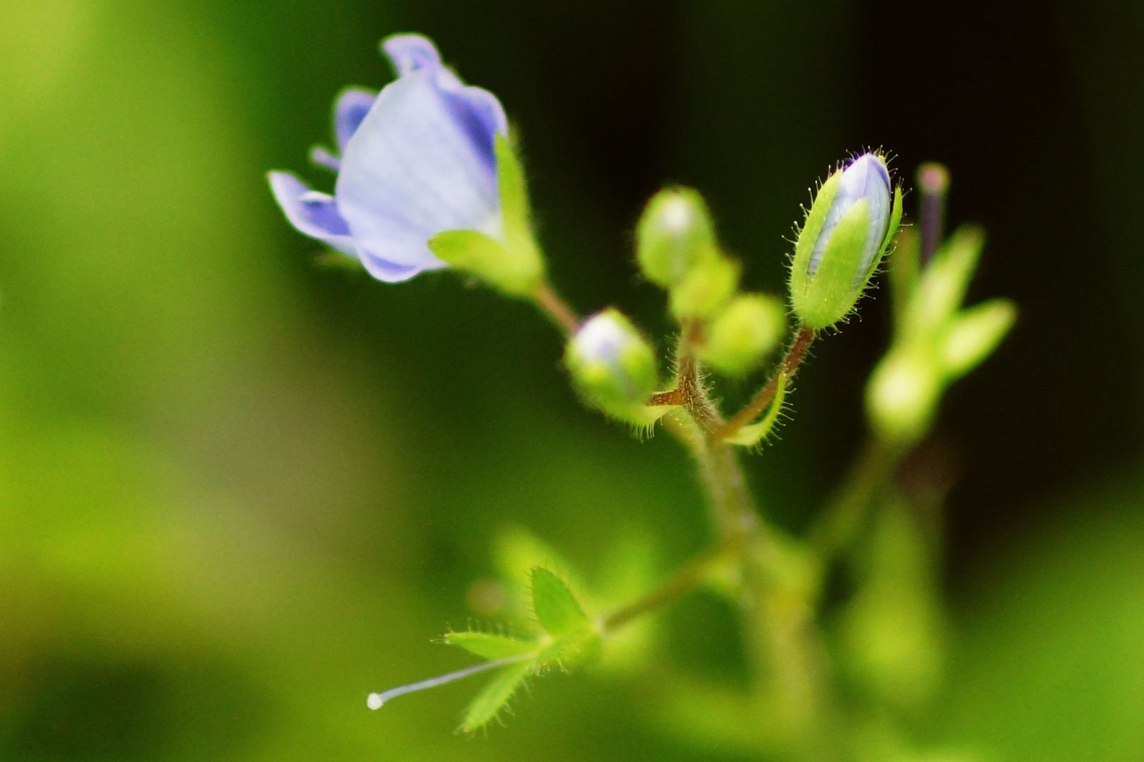 Wiesenblüte No. 07