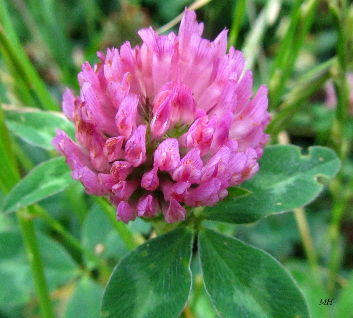 Wiesenblüte3